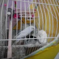 مرغ عشق|پرنده|محمدیه-قزوین, |دیوار