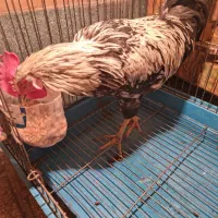 خروس سالم و سرحال