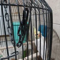 یه جفت عروس هلندی نر و ماده|پرنده|وحیدیه, |دیوار
