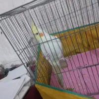 عروس هلندی نر