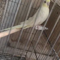جفت عروس هلندی