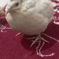 دو عدد بلدرچین  سالم