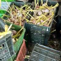 سیر تر سفید|عمدهفروشی|تهران, میدان میوه و ترهبار مرکزی|دیوار