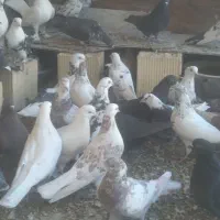 کبوتر کاشونی|پرنده|خمینی‌شهر, |دیوار