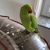 طوطی (چیکو)ملنگو  سخنگو رام فوقالعاده دستی|پرنده|قم, آذر (نکویی)|دیوار