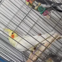 عروس هلندی|پرنده|نورآباد, |دیوار