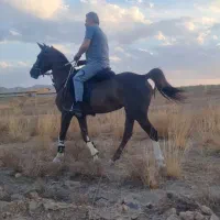 مادیان دره شوری درجه یک