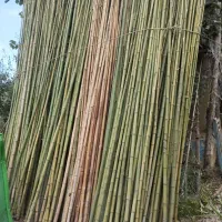 نی خیزران یا بامبو|خدمات باغبانی و درختکاری|املش, |دیوار