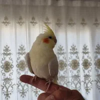 فروش عروس هلندی