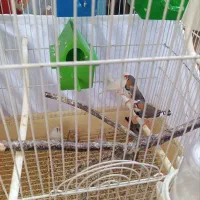 مرغ عشق و فنچ با قفس