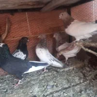 کبوتر|پرنده|کرمان, |دیوار