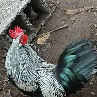 خروس و مرغ کرچ عالی گلین و مینیاتوری .|حیوانات مزرعه|لنگرود, |دیوار