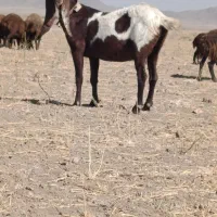 بز افقان|حیوانات مزرعه|خنداب, |دیوار