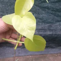 گل عمده آپارتمانی