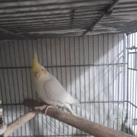 عروس هلندی دستی|پرنده|بهار, |دیوار