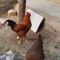 مرغ وخروس
