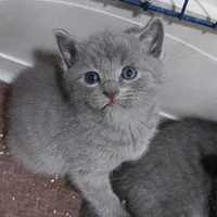 واگذاری گربه اسکاتیش