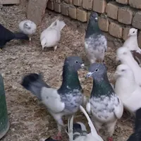 کبوتر|پرنده|اراک, |دیوار