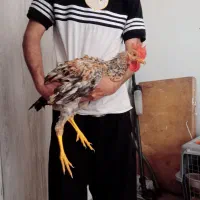 مرغ خروس|حیوانات مزرعه|هشتگرد, فاز ۷ مهستان|دیوار