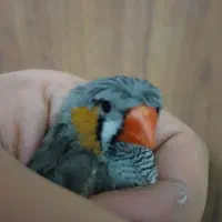 طوطی برزیلی فنچ مرغ عشق عروس قفس|پرنده|محلات, |دیوار