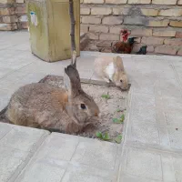 خرگوش|موش و خرگوش|تربت جام, علوی|دیوار