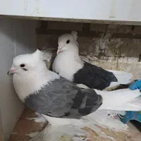 کبوتر|پرنده|مرند, |دیوار