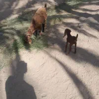 دوعدد گوسفند پاکستانی با کهره|حیوانات مزرعه|جیرفت, |دیوار