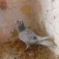 نروماده باجوجه|پرنده|اندیمشک, |دیوار