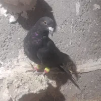 کفتر|پرنده|تربت‌حیدریه, پائین ولایت|دیوار