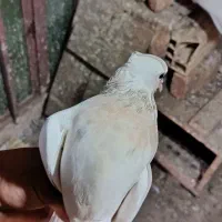 چهار تا کبوتر طوقی خالدار وسیاه