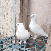 کفتر دم سیاه کاکلی نوک ریز