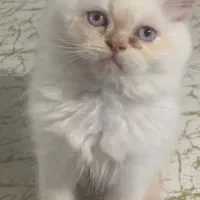 بریتیش رد پوینت