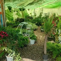 انواع گل و گیاه آپارتمانی و آبنما و...|گل و گیاه طبیعی|کرمان, |دیوار