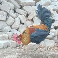 خروس اصیل|حیوانات مزرعه|سامن, |دیوار