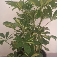 خونه خودتون رو زنده نگه دارید