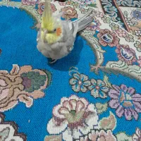 عروس هلندی نر