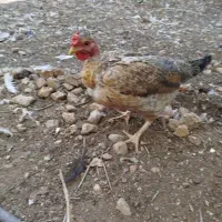تعدادی مرغ و جوجه محلی اصل.