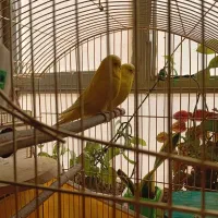 مرغ عشق انگلیسی|پرنده|فردیس, داوری|دیوار