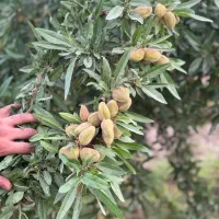 فروش نهال بادام تونو|خدمات باغبانی و درختکاری|سامان, |دیوار