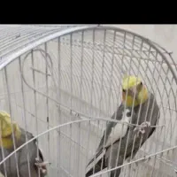 عروس هلندی دارم میخوام با سگ معاوضه کنم