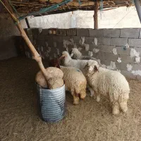 بره
