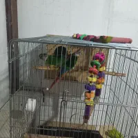 گرینچک معاوضه با سهره نشون دار یا قرص بخون|پرنده|تهران, پردیسان|دیوار