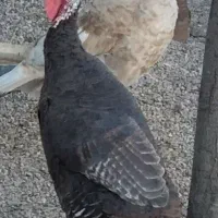 بوقلمون روانسر|حیوانات مزرعه|روانسر, |دیوار