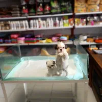 سگ شیتزو سوپر فلت تیکاپ سگ جیبی سگ آپارتمانی|سگ|تهران, صادقیه|دیوار