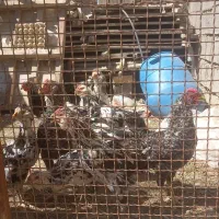 خروس گلین برای نگهداری و سربری|حیوانات مزرعه|شیراز, سلطان آباد|دیوار