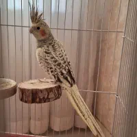 عروس هلندی ماده خوش رنگ و سرحال|پرنده|بروجرد, |دیوار