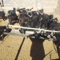 20راس کهره چاق