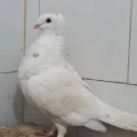 کبوتر نر نوک ریز پا پر باکلا|پرنده|قائمشهر, |دیوار