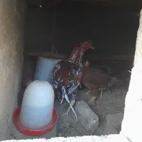 لاری|حیوانات مزرعه|گلپایگان, |دیوار