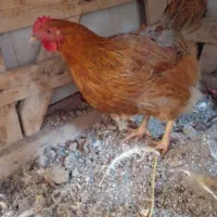 مرغ تخم گذار